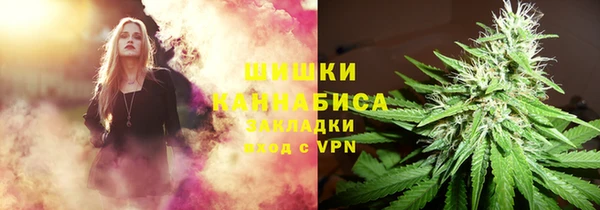 прущие грибы Новозыбков